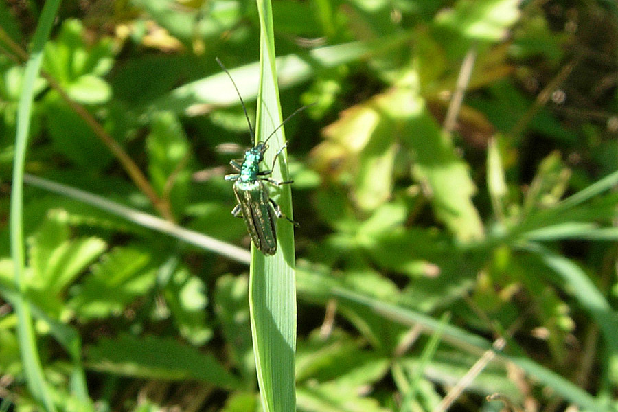 Oedemeridae